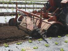 Detall del tractor treballant la terra.